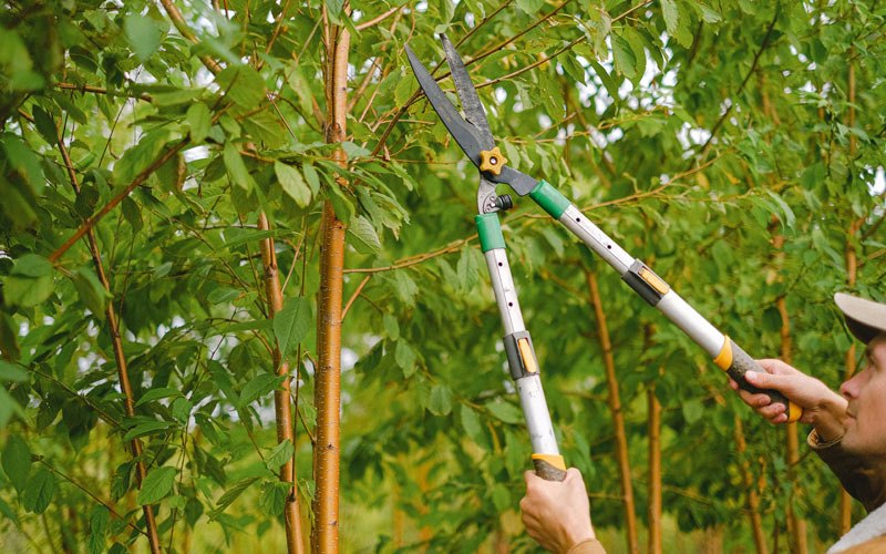 Tree trimming in Guernsey, IA