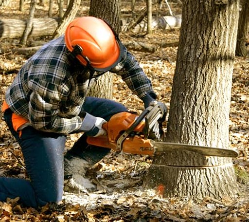 Tree Removal in Guernsey, IA